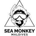 Seamonkey Maldives